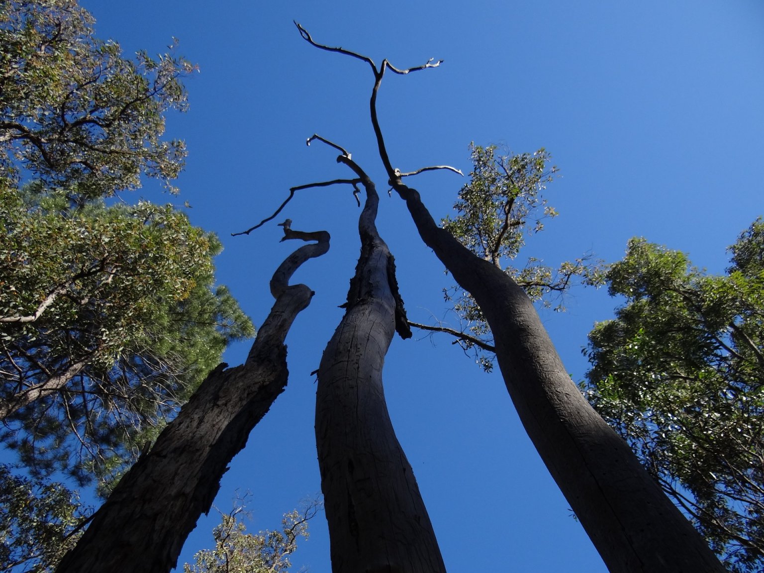 munda biddi trail trees