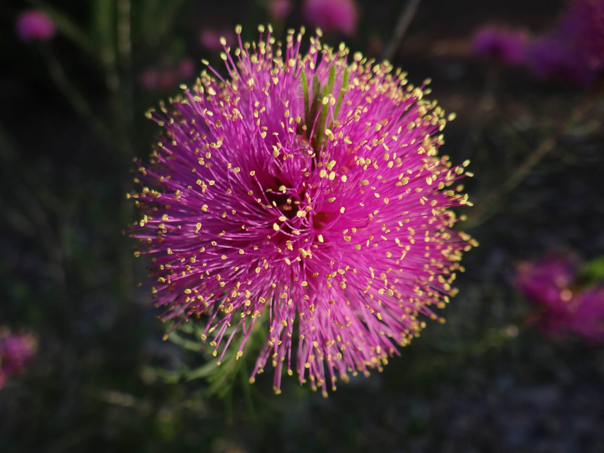 DSC06698
