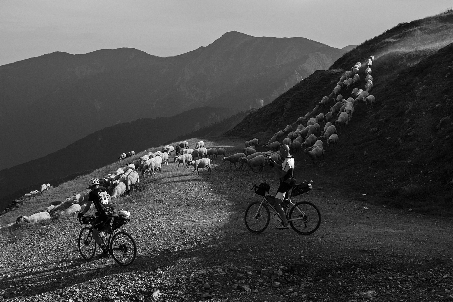 Pecore Via del sale bikepacking