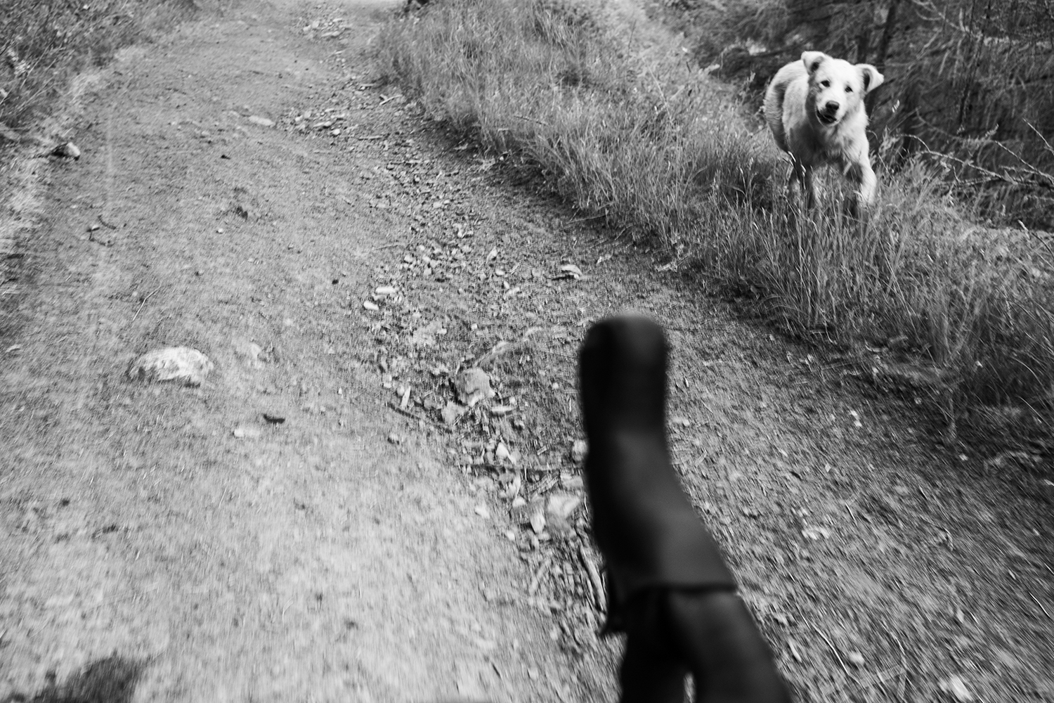 Percorso cane Via del sale bikepacking